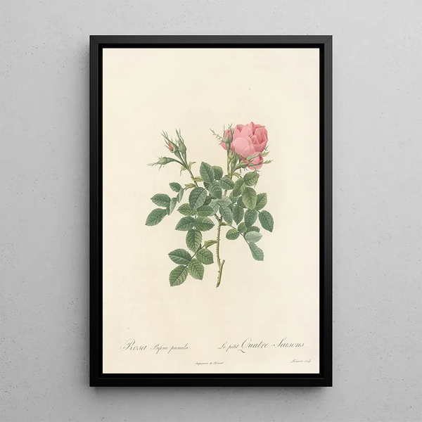 Rosa Bifera Pumila - Pierre Joseph Redouté — quadro incorniciato alla parete