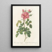 Rosa Bifera Variegata - Pierre Joseph Redouté | Reproduction — quadro incorniciato alla parete