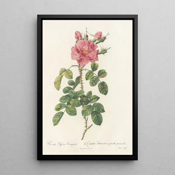 Rosa Bifera Variegata - Pierre Joseph Redouté | Reproduction — quadro incorniciato alla parete
