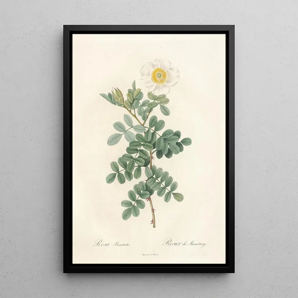 Rosa Bracteata - Pierre Joseph Redouté — quadro incorniciato alla parete