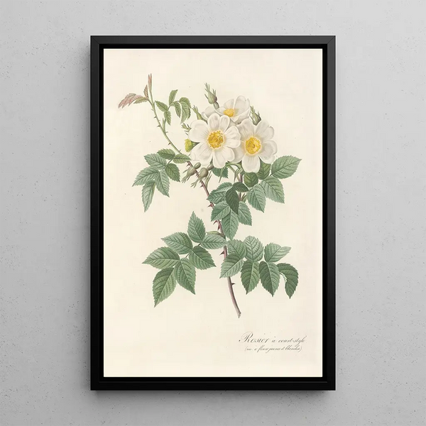Rosa Brevistyla Leucochroa - Pierre Joseph Redouté — quadro incorniciato alla parete