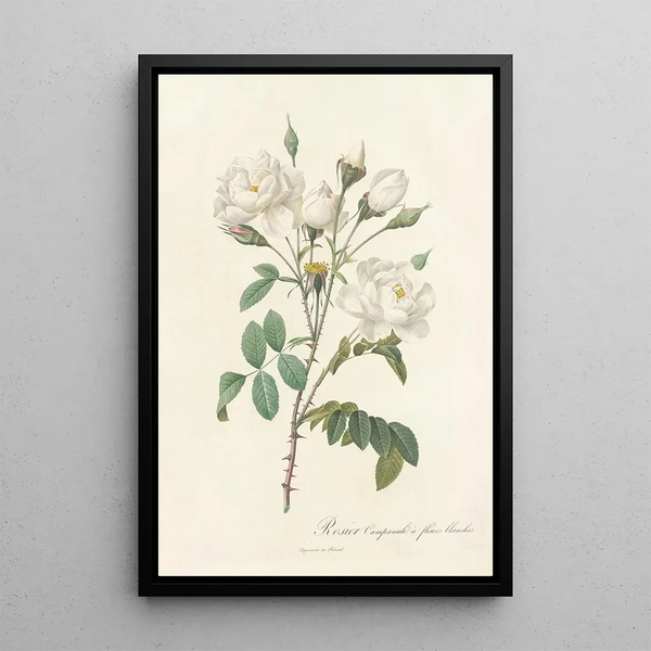 Rosa Campanulata Alba - Pierre Joseph Redouté — quadro incorniciato alla parete