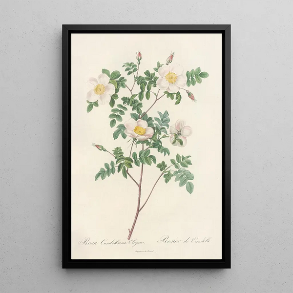 Rosa Candolleana Elegans - Pierre Joseph Redouté — quadro incorniciato alla parete