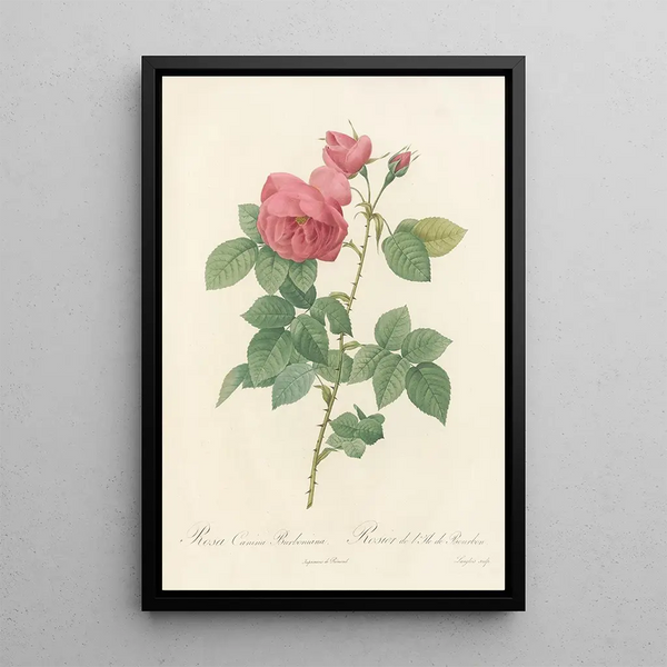 Rosa Canina Burboniana - Pierre Joseph Redouté — quadro incorniciato alla parete
