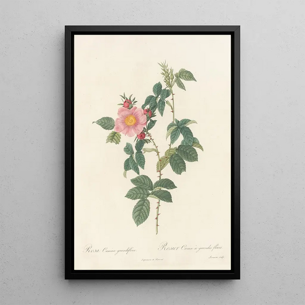 Rosa Canina Grandiflora - Pierre Joseph Redouté — quadro incorniciato alla parete