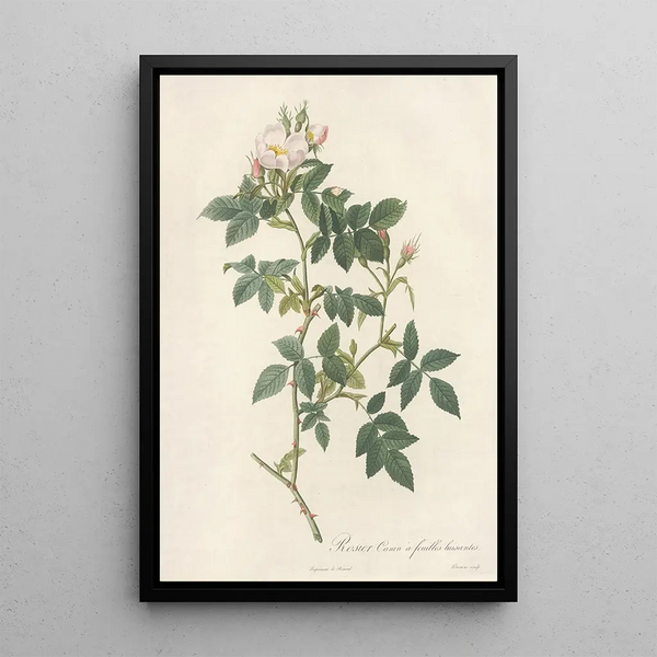 Rosa Canina Nitens - Pierre Joseph Redouté — quadro incorniciato alla parete