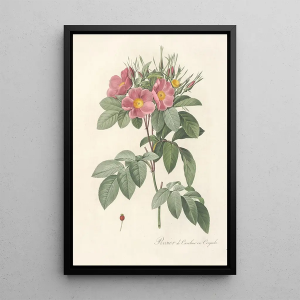 Rosa Carolina Corymbosa - Pierre Joseph Redouté — quadro incorniciato alla parete
