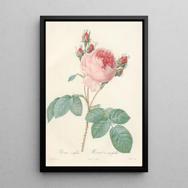 Rosa Centifolia - Pierre Joseph Redouté — quadro incorniciato alla parete