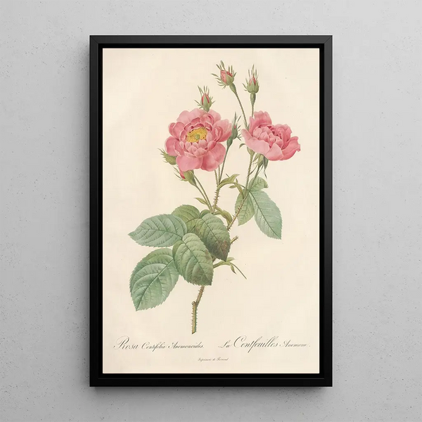 Rosa Centifolia Anemonoides - Pierre Joseph Redouté — quadro incorniciato alla parete