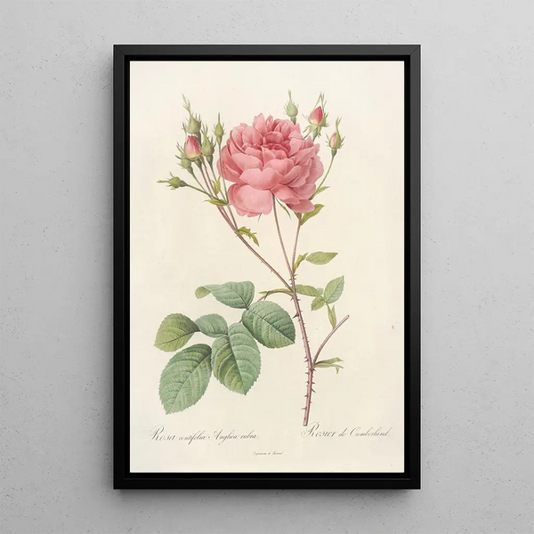 Rosa Centifolia Anglica Rubra - Pierre Joseph Redouté — quadro incorniciato alla parete