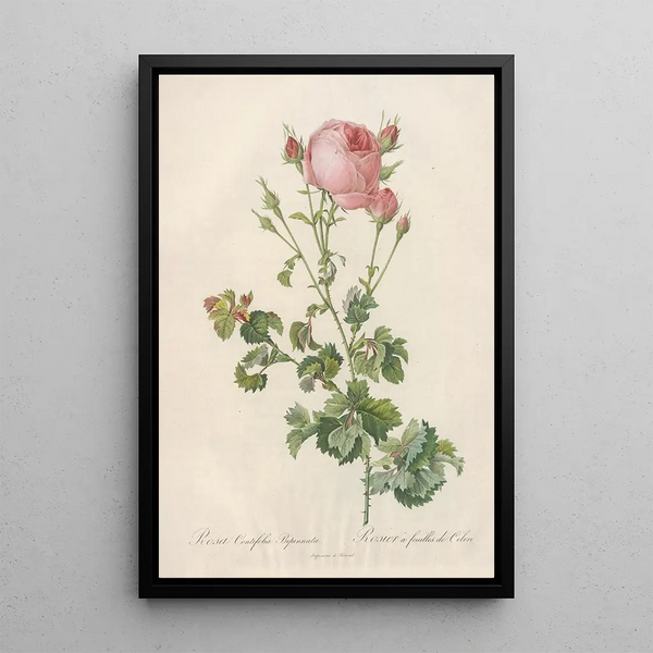 Rosa Centifolia Bipinnata - Pierre Joseph Redouté — quadro incorniciato alla parete