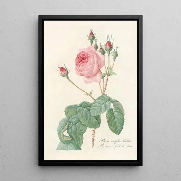 Rosa Centifolia Bullata - Pierre Joseph Redouté — quadro incorniciato alla parete