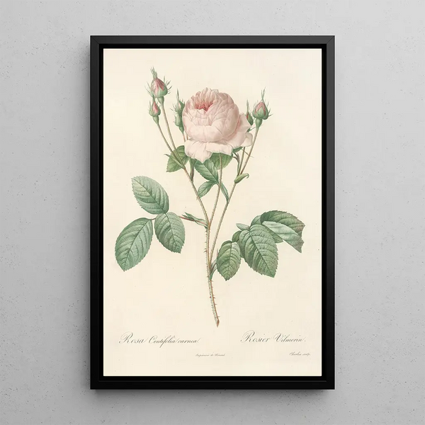 Rosa Centifolia Carnea - Pierre Joseph Redouté — quadro incorniciato alla parete