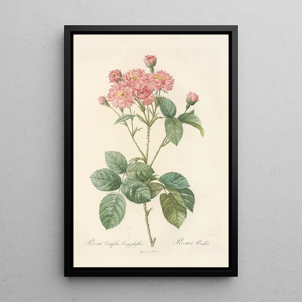 Rosa Centifolia Caryophyllea - Pierre Joseph Redouté — quadro incorniciato alla parete