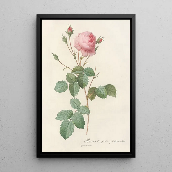 Rosa Centifolia Crenata - Pierre Joseph Redouté — quadro incorniciato alla parete