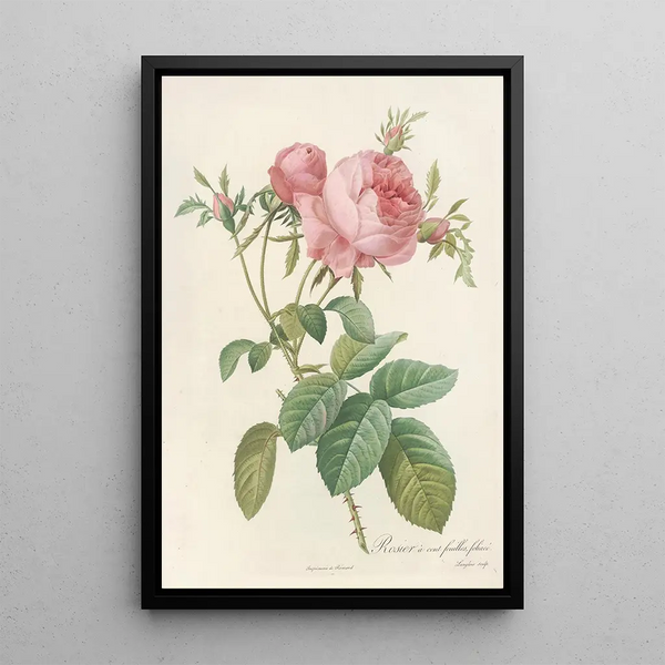 Rosa Centifolia Foliacea - Pierre Joseph Redouté — quadro incorniciato alla parete
