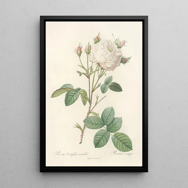 Rosa Centifolia Mutabilis - Pierre Joseph Redouté — quadro incorniciato alla parete