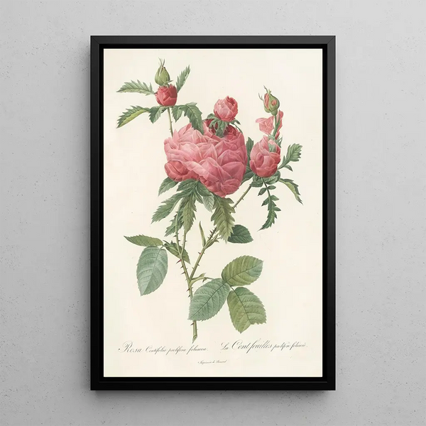 Rosa Centifolia Prolifera Foliacea - Pierre Joseph Redouté — quadro incorniciato alla parete
