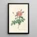 Rosa Centifolia Simplex - Pierre Joseph Redouté — quadro incorniciato alla parete