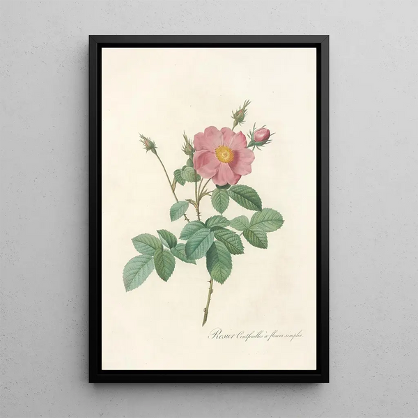 Rosa Centifolia Simplex - Pierre Joseph Redouté — quadro incorniciato alla parete