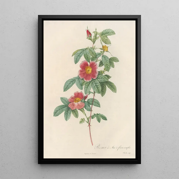 Rosa Cinnamomea Flore Simplici - Pierre Joseph Redouté — quadro incorniciato alla parete