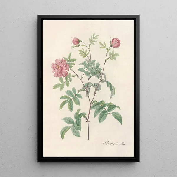Rosa Cinnamomea Maialis - Pierre Joseph Redouté — quadro incorniciato alla parete