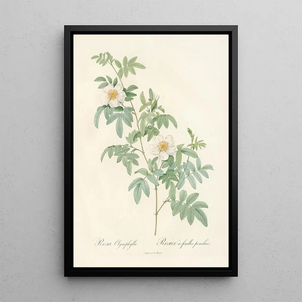 Rosa Clynophylla - Pierre Joseph Redouté — quadro incorniciato alla parete