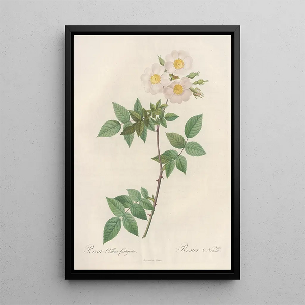 Rosa Collina Fastigiata - Pierre Joseph Redouté — quadro incorniciato alla parete