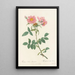 Rosa Collina Monsoniana - Pierre Joseph Redouté — quadro incorniciato alla parete