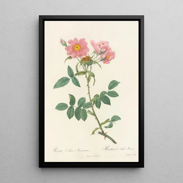 Rosa Collina Monsoniana - Pierre Joseph Redouté — quadro incorniciato alla parete