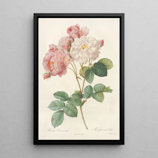 Rosa Damascena - Pierre Joseph Redouté — quadro incorniciato alla parete
