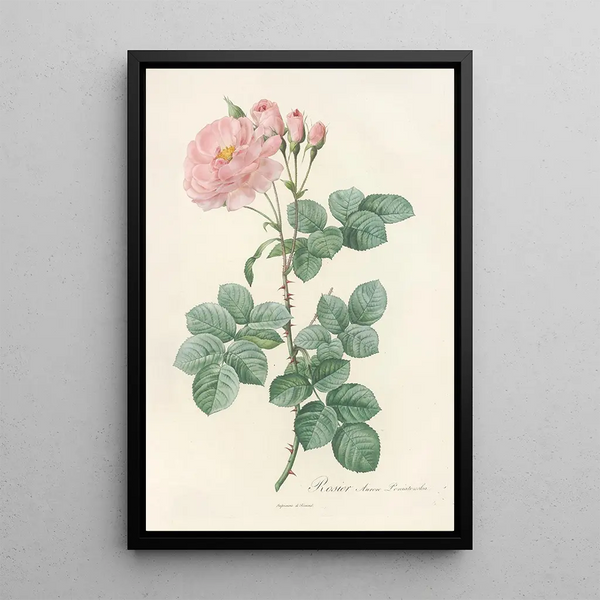 Rosa Damascena Aurora - Pierre Joseph Redouté — quadro incorniciato alla parete
