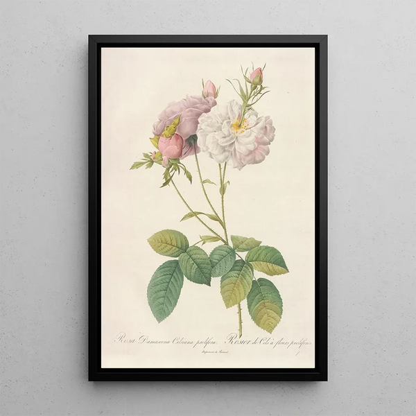 Rosa Damascena Celsiana Prolifera - Pierre Joseph Redouté — quadro incorniciato alla parete