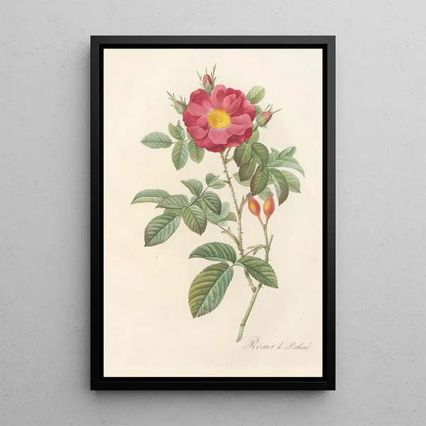 Rosa Damascena Coccinea - Pierre Joseph Redouté — quadro incorniciato alla parete