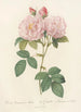 Rosa Damascena Italica - Pierre Joseph Redouté — vista dell’opera
