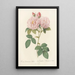 Rosa Damascena Italica - Pierre Joseph Redouté — quadro incorniciato alla parete