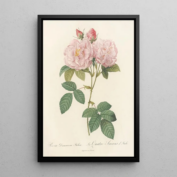 Rosa Damascena Italica - Pierre Joseph Redouté — quadro incorniciato alla parete