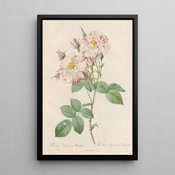 Rosa Damascena Variegata - Pierre Joseph Redouté — quadro incorniciato alla parete