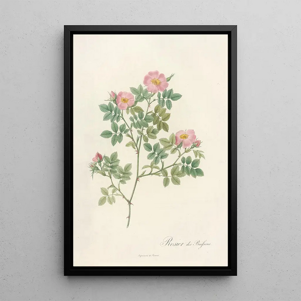 Rosa Dumetorum - Pierre Joseph Redouté — quadro incorniciato alla parete