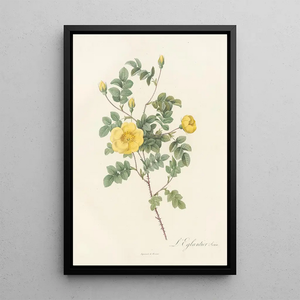 Rosa Eglanteria Luteola - Pierre Joseph Redouté — quadro incorniciato alla parete