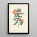 Rosa Eglanteria Sub Rubra - Pierre Joseph Redouté — quadro incorniciato alla parete