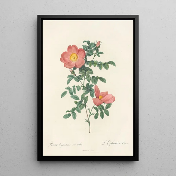 Rosa Eglanteria Sub Rubra - Pierre Joseph Redouté — quadro incorniciato alla parete