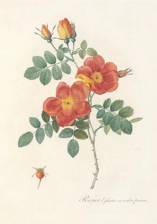 Pierre Joseph Redout - Rosa Eglanteria VarPunicea.webp