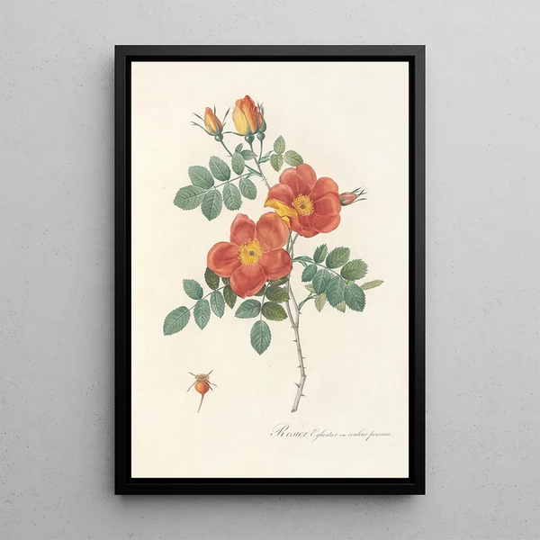 Rosa Eglanteria VarPunicea - Pierre Joseph Redouté — quadro incorniciato alla parete