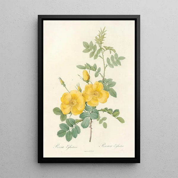 Rosa Eglanteria - Pierre Joseph Redouté — quadro incorniciato alla parete