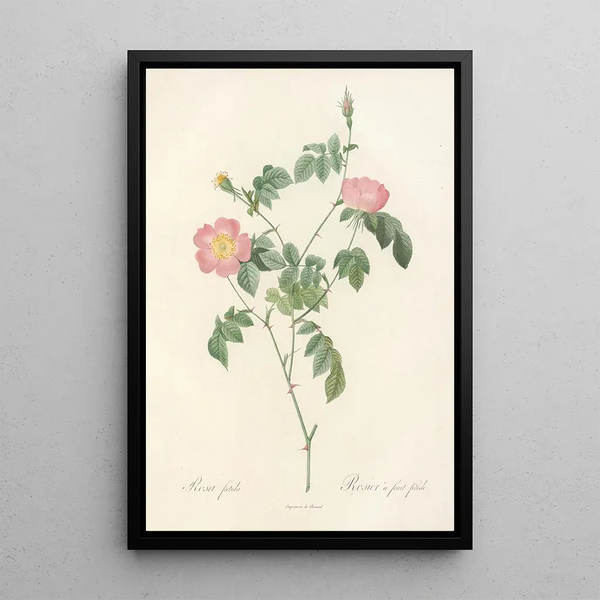 Rosa Foetida - Pierre Joseph Redouté — quadro incorniciato alla parete
