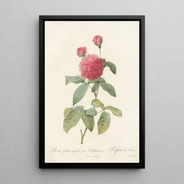 Rosa Gallica Agatha Var Delphiniana - Pierre Joseph Redouté — quadro incorniciato alla parete