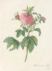 Rosa gallica agatha var prolifera - Pierre Joseph Redouté — vista dell’opera