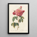 Rosa Gallica Aurelianensis - Pierre Joseph Redouté — quadro incorniciato alla parete