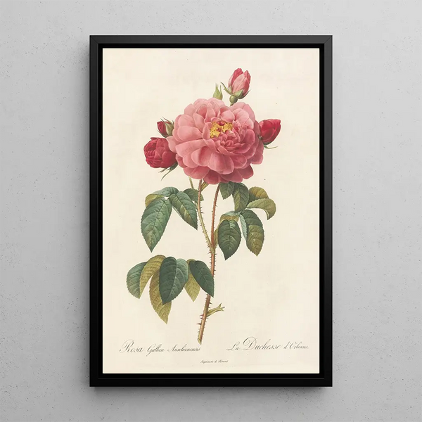 Rosa Gallica Aurelianensis - Pierre Joseph Redouté — quadro incorniciato alla parete